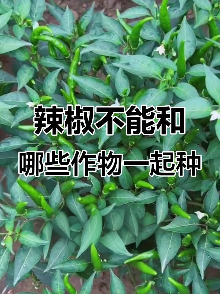紅龍魚(yú)為什么發(fā)色快（紅龍魚(yú)發(fā)色快的原因）
