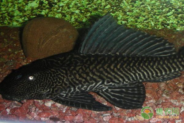 龍魚清道夫 貼吧（關于“龍魚清道夫貼吧”，并沒有完全相關的直接答案）