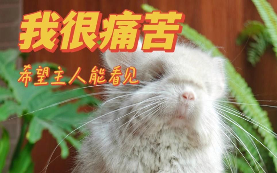 龍貓生病有哪些癥狀？ 龍貓生病有哪些癥狀？ 龍魚百科 第1張