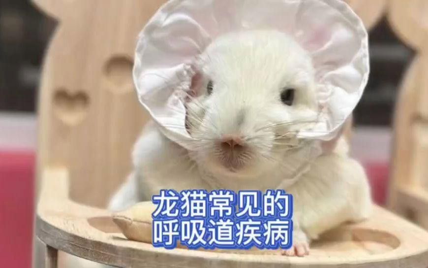 龍貓生病有哪些癥狀？ 龍貓生病有哪些癥狀？ 龍魚百科 第7張