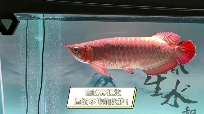 如何設置紅龍魚的白缸環境？ 如何設置紅龍魚的白缸環境？ 龍魚百科 第1張