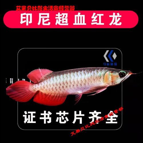 哪里可以買到純種的紅龍魚苗？ 哪里可以買到純種的紅龍魚苗？ 龍魚百科 第2張