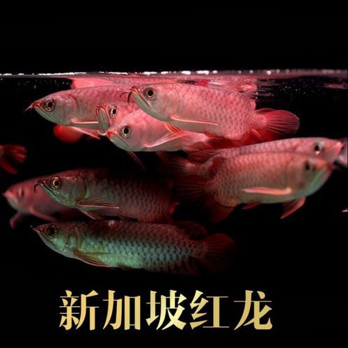 哪里可以買到純種的紅龍魚苗？ 哪里可以買到純種的紅龍魚苗？ 龍魚百科 第3張