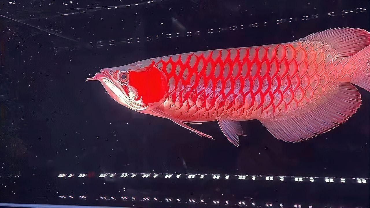 哪里可以買到純種的紅龍魚苗？ 哪里可以買到純種的紅龍魚苗？ 龍魚百科 第4張