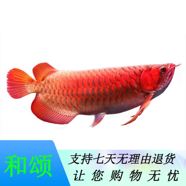 哪里可以買到純種的紅龍魚苗？ 哪里可以買到純種的紅龍魚苗？ 龍魚百科 第6張