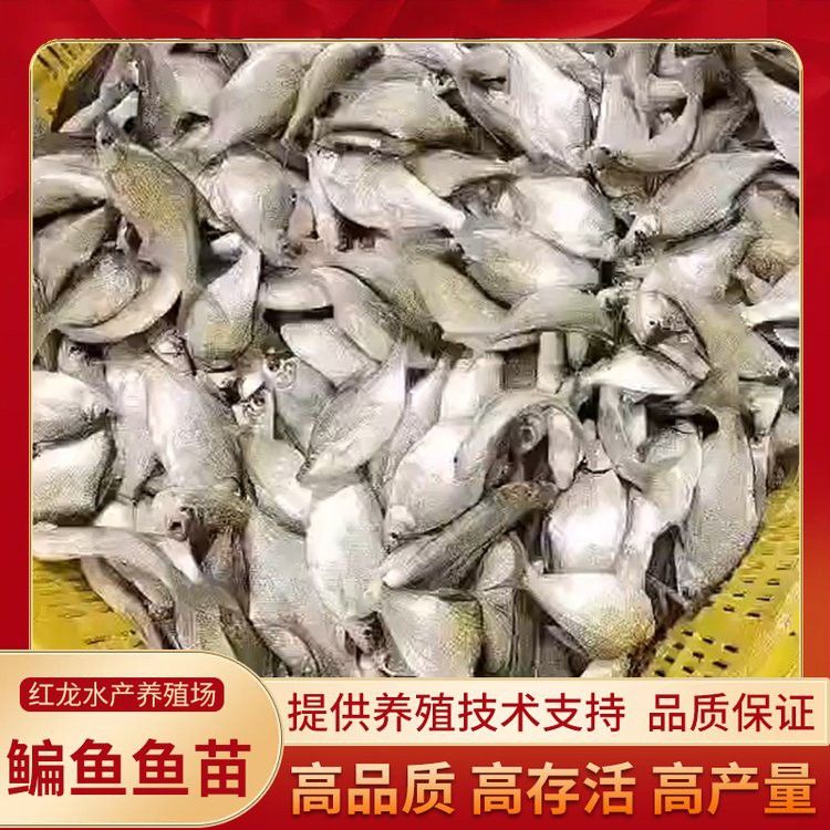 哪里可以買到純種的紅龍魚苗？ 哪里可以買到純種的紅龍魚苗？ 龍魚百科 第7張