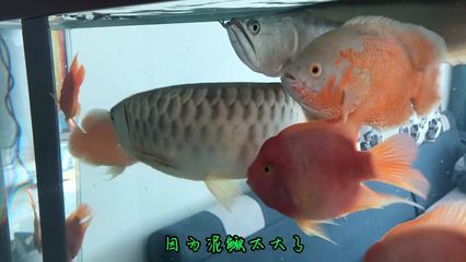 龍魚躲在角落不愛游動的原因分析（龍魚躲在角落不愛游動可能由以下幾個(gè)原因引起：原因解釋）