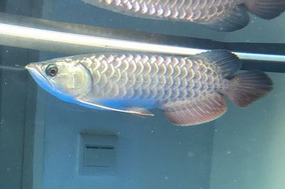 龍魚頂燈離水面多少合適：龍魚缸內燈光布局技巧
