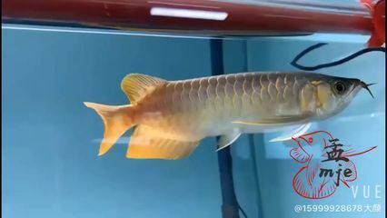 掛畫金龍魚頭朝哪里（掛畫金龍魚的魚頭應朝東，以符合風水學的建議和避免風水禁忌）