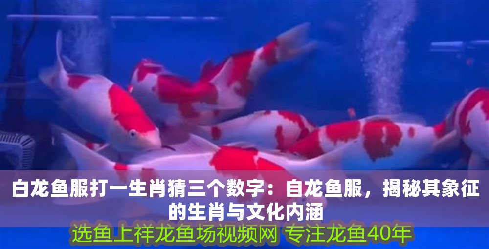 白龍魚服打一生肖猜三個數(shù)字：自龍魚服，揭秘其象征的生肖與文化內(nèi)涵