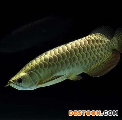 金龍魚分公母圖解：金龍魚公母的區(qū)分