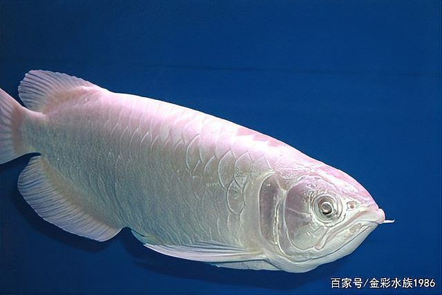 如何區分普通銀龍魚和黃化銀龍？ 如何區分普通銀龍魚和黃化銀龍？ 龍魚百科 第8張