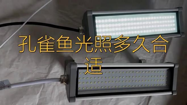 孔雀魚繁殖期需要多少光照? 龍魚百科 第2張 孔雀魚繁殖期需要多少光照? 孔雀魚繁殖期需要多少光照? 龍魚百科 第2張