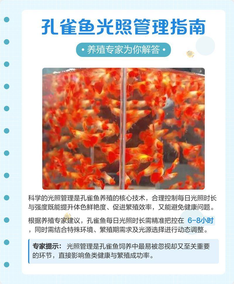 孔雀魚繁殖期需要多少光照? 龍魚百科 第1張 孔雀魚繁殖期需要多少光照? 孔雀魚繁殖期需要多少光照? 龍魚百科 第1張