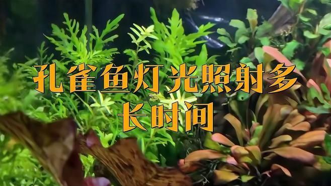 孔雀魚繁殖期需要多少光照? 龍魚百科 第3張 孔雀魚繁殖期需要多少光照? 孔雀魚繁殖期需要多少光照? 龍魚百科 第3張