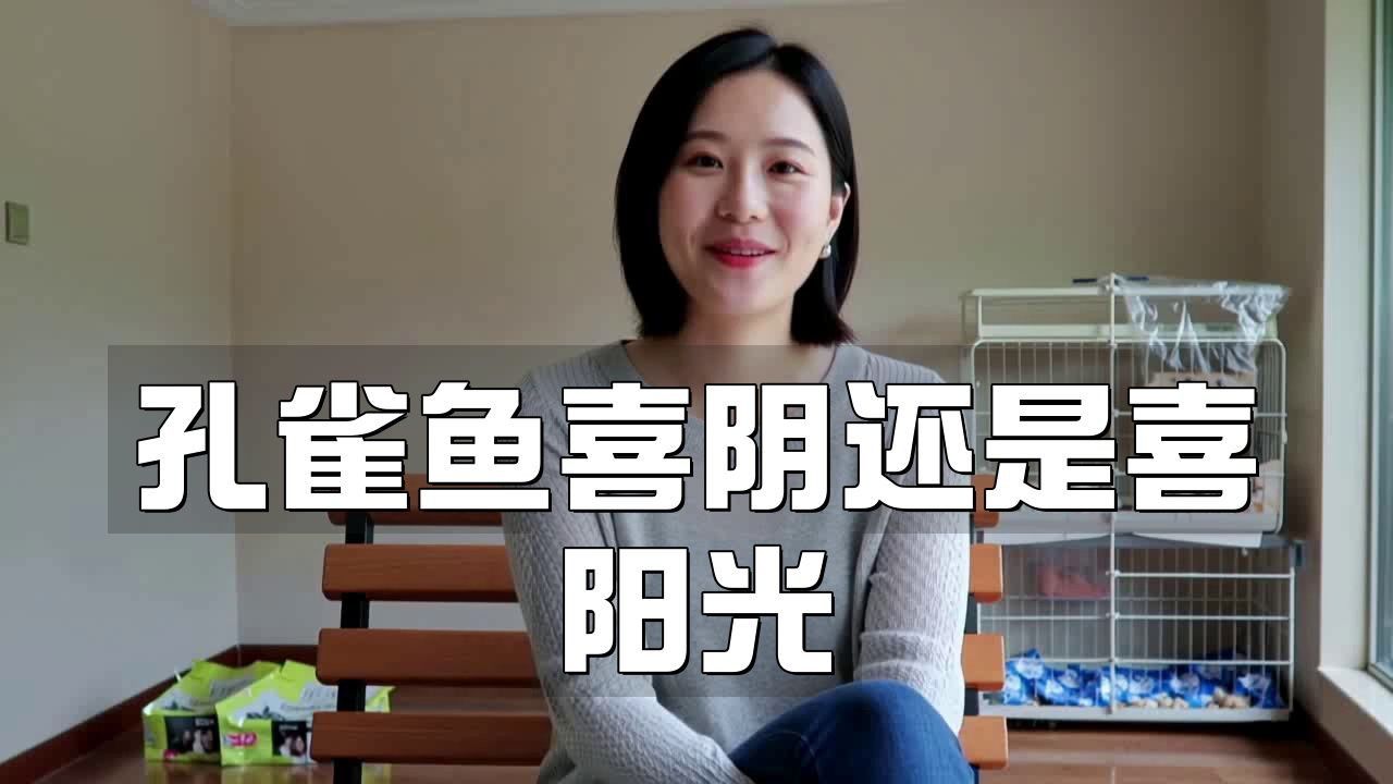 孔雀魚繁殖期需要多少光照? 龍魚百科 第4張 孔雀魚繁殖期需要多少光照? 孔雀魚繁殖期需要多少光照? 龍魚百科 第4張
