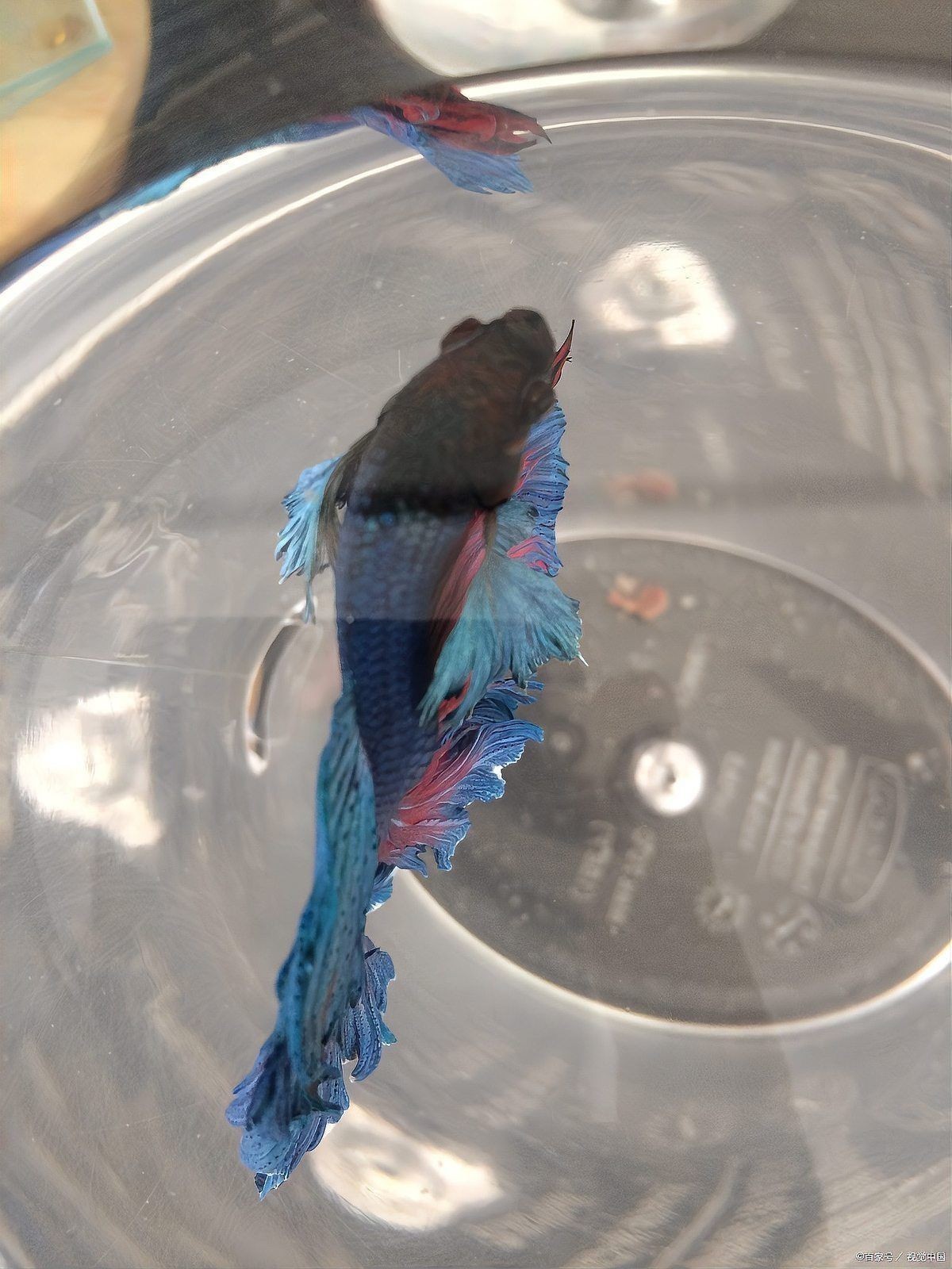 孔雀魚繁殖期需要多少光照? 龍魚百科 第6張 孔雀魚繁殖期需要多少光照? 孔雀魚繁殖期需要多少光照? 龍魚百科 第6張