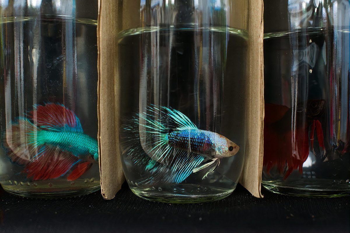 孔雀魚繁殖期需要多少光照? 龍魚百科 第7張 孔雀魚繁殖期需要多少光照? 孔雀魚繁殖期需要多少光照? 龍魚百科 第7張