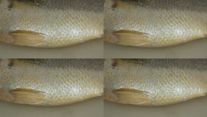 龍魚吃的活食物要經過處理嗎：龍魚吃的活食物在喂食前需要經過處理以保證龍魚的健康