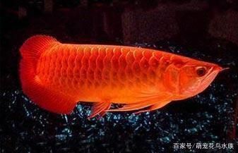 透缸養(yǎng)龍魚容易掉眼嗎（透缸養(yǎng)龍魚容易掉眼） 透缸養(yǎng)龍魚容易掉眼嗎（透缸養(yǎng)龍魚容易掉眼） 龍魚百科 第1張