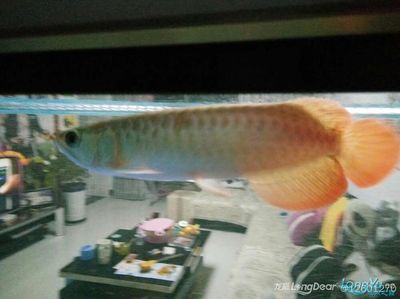 透缸養(yǎng)龍魚容易掉眼嗎（透缸養(yǎng)龍魚容易掉眼） 透缸養(yǎng)龍魚容易掉眼嗎（透缸養(yǎng)龍魚容易掉眼） 龍魚百科 第3張