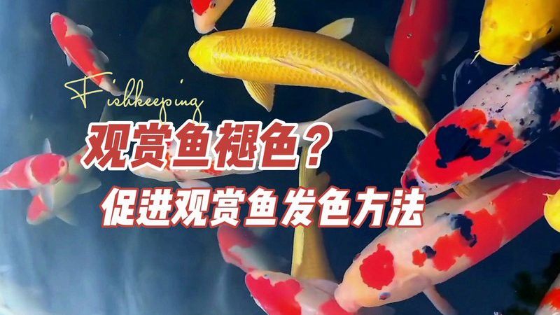 金龍魚褪色后還能恢復(fù)嗎？ 金龍魚褪色后還能恢復(fù)嗎？ 龍魚百科 第2張