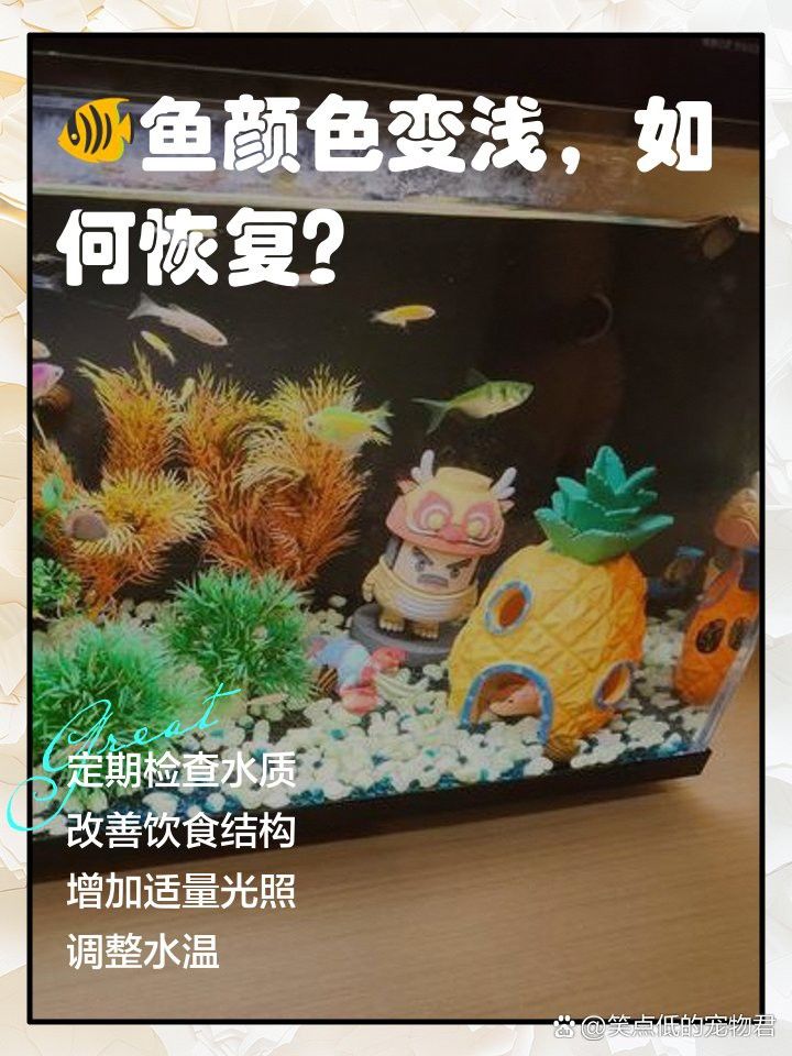 金龍魚褪色后還能恢復(fù)嗎？ 金龍魚褪色后還能恢復(fù)嗎？ 龍魚百科 第4張