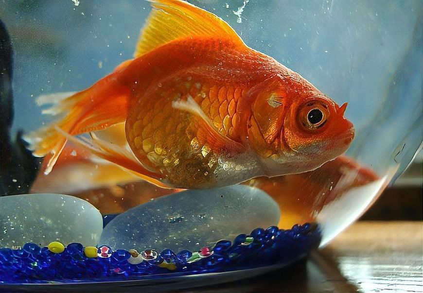 金龍魚褪色后還能恢復(fù)嗎？ 金龍魚褪色后還能恢復(fù)嗎？ 龍魚百科 第12張