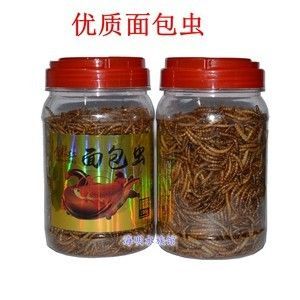 龍魚下黃粉多久才見(jiàn)效：龍魚下黃粉后藥效通常持續(xù)1-3天