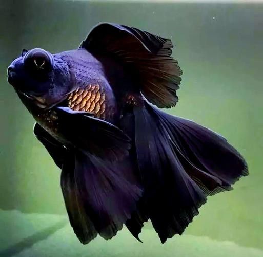 如何挑選高品質的龍睛魚？ 如何挑選高品質的龍睛魚？ 龍魚百科 第1張