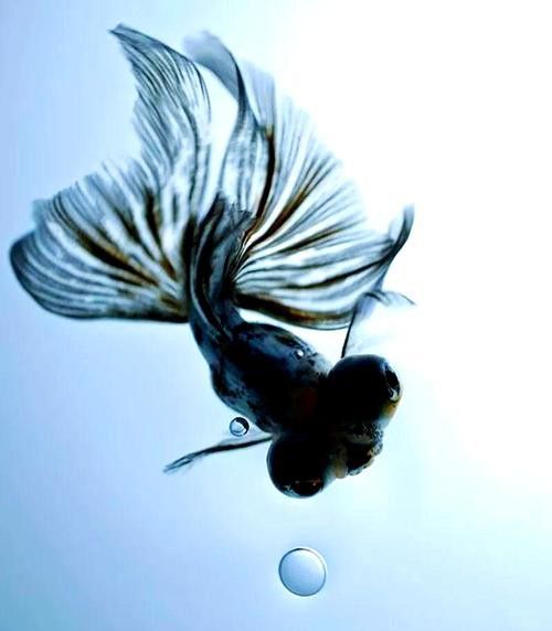 如何挑選高品質的龍睛魚？ 如何挑選高品質的龍睛魚？ 龍魚百科 第3張