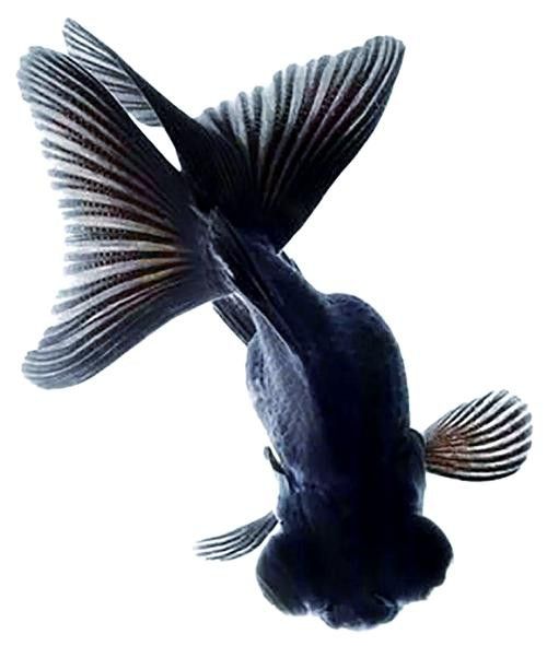 如何挑選高品質的龍睛魚？ 如何挑選高品質的龍睛魚？ 龍魚百科 第2張