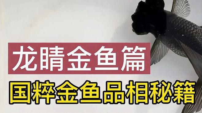 如何挑選高品質的龍睛魚？ 如何挑選高品質的龍睛魚？ 龍魚百科 第7張