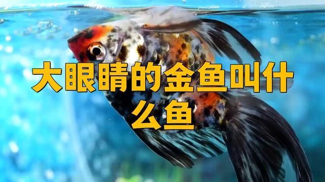 如何挑選高品質的龍睛魚？ 如何挑選高品質的龍睛魚？ 龍魚百科 第8張