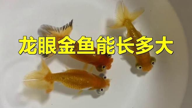 如何挑選高品質的龍睛魚？ 如何挑選高品質的龍睛魚？ 龍魚百科 第9張