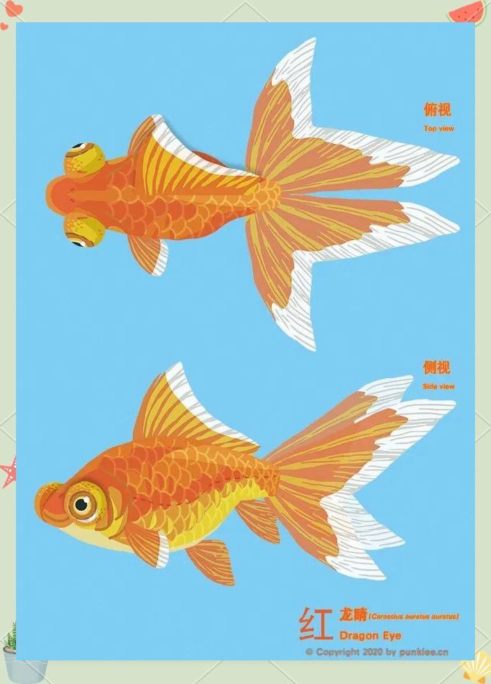 如何挑選高品質的龍睛魚？ 如何挑選高品質的龍睛魚？ 龍魚百科 第11張