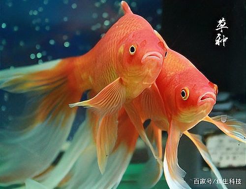 如何挑選高品質的龍睛魚？ 如何挑選高品質的龍睛魚？ 龍魚百科 第10張