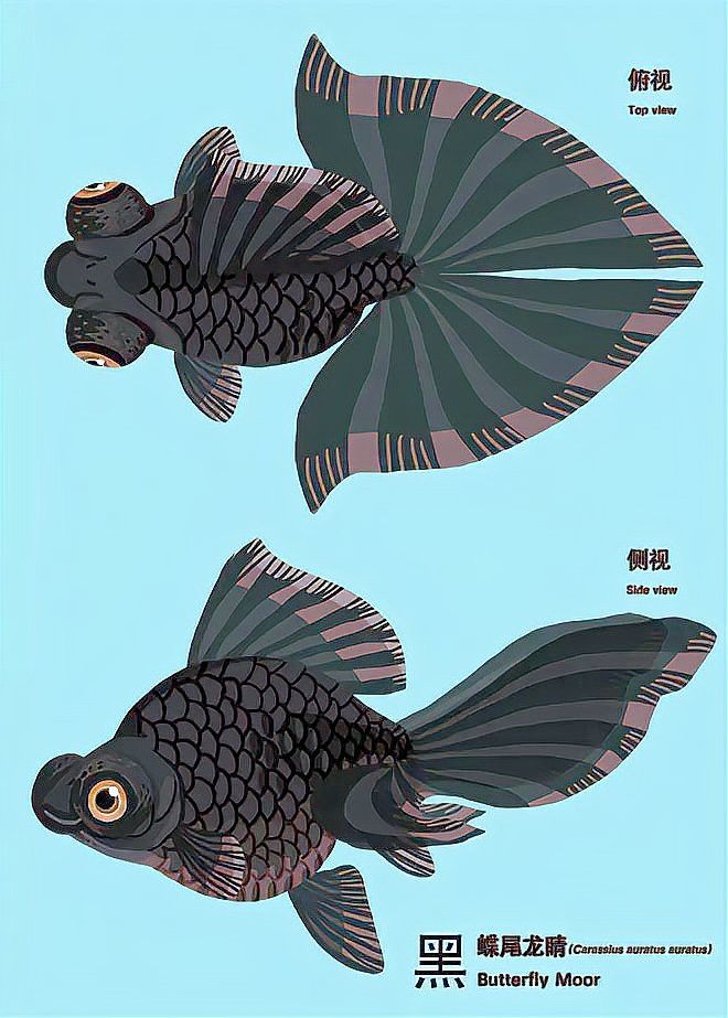 如何挑選高品質的龍睛魚？ 如何挑選高品質的龍睛魚？ 龍魚百科 第12張