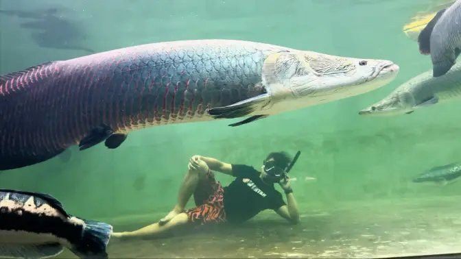 還有哪些類似愛養魚龍龍的創作者？