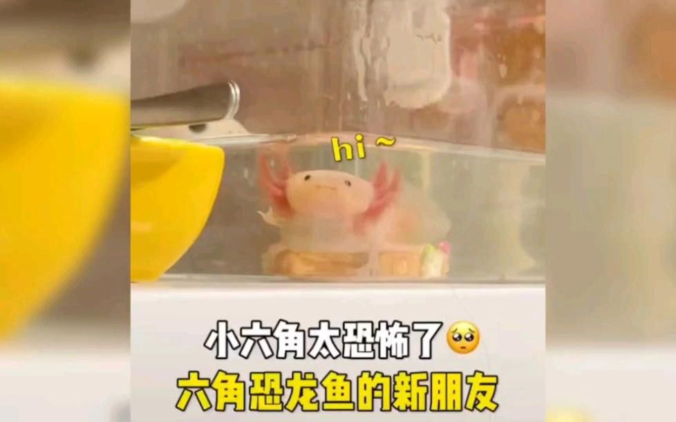 如何與六角恐龍魚建立互動？