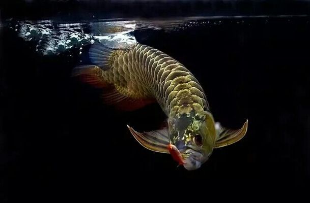 龍魚總跳缸：龍魚跳缸是水族愛好者中常見的現(xiàn)象其發(fā)生的原因及其應(yīng)對策略