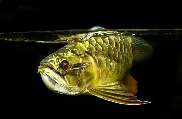 龍魚總跳缸：龍魚跳缸是水族愛好者中常見的現(xiàn)象其發(fā)生的原因及其應(yīng)對策略