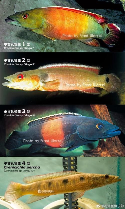 孔雀龍魚種類及圖片介紹大全集