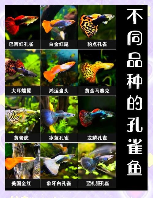 孔雀龍魚(yú)種類(lèi)及圖片介紹大全集