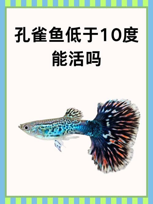 孔雀龍魚(yú)種類(lèi)及圖片介紹大全集