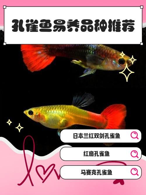 孔雀龍魚(yú)種類(lèi)及圖片介紹大全集