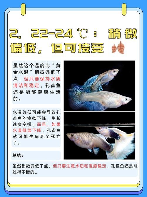 孔雀龍魚(yú)種類(lèi)及圖片介紹大全集