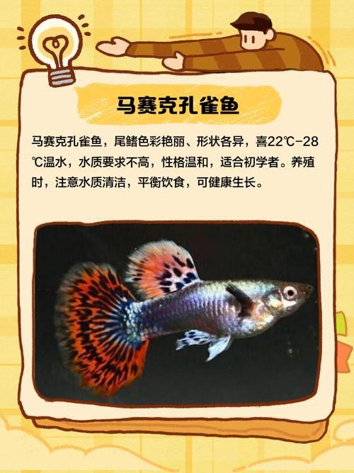 孔雀龍魚(yú)種類(lèi)及圖片介紹大全集