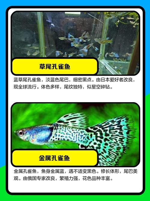 孔雀龍魚(yú)種類(lèi)及圖片介紹大全集