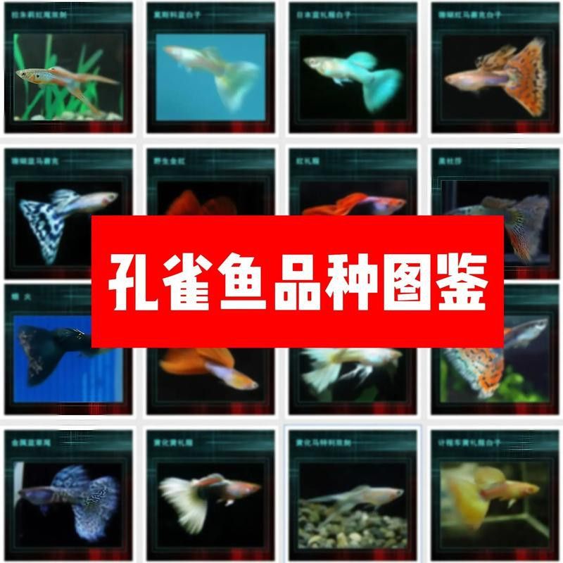 孔雀龍魚(yú)種類(lèi)及圖片介紹大全集